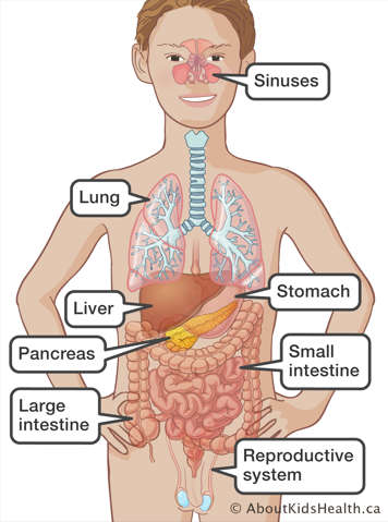 Stomach, liver, pancreas, small intestine, lung sinuses and reproductive system identified in the body of a teen