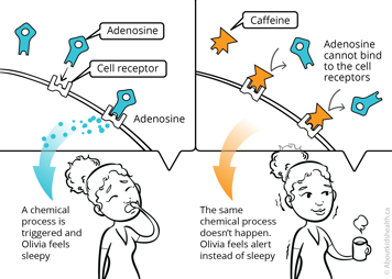 If Olivia has caffeine, adenosine cannot bind to the cell receptors and Olivia feels alert instead of sleepy.